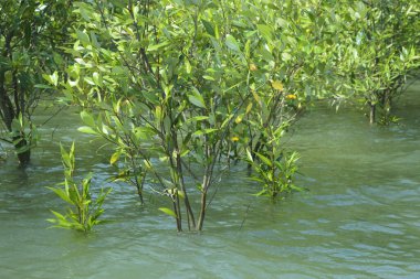 Bangladeş, Cox 's Bazar' daki mangrov doğasının manzarası. Görüntü, bereketli yeşillik ve sakin gelgit sularıyla kıyı ormanının sakin güzelliğini yakalar. Nikon D7200 kullanan GolamRob tarafından yüksek kaliteli doğa fotoğrafçılığı