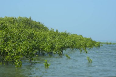 Bangladeş, Cox 's Bazar' daki mangrov doğasının manzarası. Görüntü, bereketli yeşillik ve sakin gelgit sularıyla kıyı ormanının sakin güzelliğini yakalar. Nikon D7200 kullanan GolamRob tarafından yüksek kaliteli doğa fotoğrafçılığı