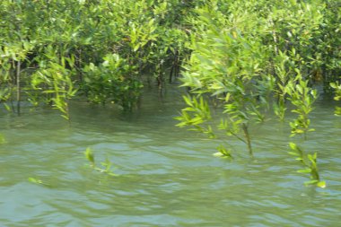 Bangladeş, Cox 's Bazar' daki mangrov doğasının manzarası. Görüntü, bereketli yeşillik ve sakin gelgit sularıyla kıyı ormanının sakin güzelliğini yakalar. Nikon D7200 kullanan GolamRob tarafından yüksek kaliteli doğa fotoğrafçılığı