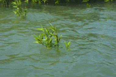 Bangladeş, Cox 's Bazar' daki mangrov doğasının manzarası. Görüntü, bereketli yeşillik ve sakin gelgit sularıyla kıyı ormanının sakin güzelliğini yakalar. Nikon D7200 kullanan GolamRob tarafından yüksek kaliteli doğa fotoğrafçılığı