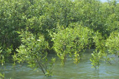 Bangladeş, Cox 's Bazar' daki mangrov doğasının manzarası. Görüntü, bereketli yeşillik ve sakin gelgit sularıyla kıyı ormanının sakin güzelliğini yakalar. Nikon D7200 kullanan GolamRob tarafından yüksek kaliteli doğa fotoğrafçılığı