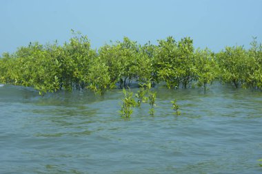 Bangladeş, Cox 's Bazar' daki mangrov doğasının manzarası. Görüntü, bereketli yeşillik ve sakin gelgit sularıyla kıyı ormanının sakin güzelliğini yakalar. Nikon D7200 kullanan GolamRob tarafından yüksek kaliteli doğa fotoğrafçılığı