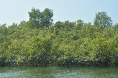 Bangladeş, Cox 's Bazar' daki mangrov doğasının manzarası. Görüntü, bereketli yeşillik ve sakin gelgit sularıyla kıyı ormanının sakin güzelliğini yakalar. Nikon D7200 kullanan GolamRob tarafından yüksek kaliteli doğa fotoğrafçılığı