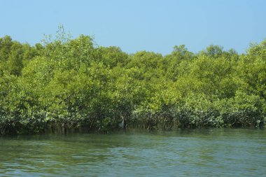 Bangladeş, Cox 's Bazar' daki mangrov doğasının manzarası. Görüntü, bereketli yeşillik ve sakin gelgit sularıyla kıyı ormanının sakin güzelliğini yakalar. Nikon D7200 kullanan GolamRob tarafından yüksek kaliteli doğa fotoğrafçılığı