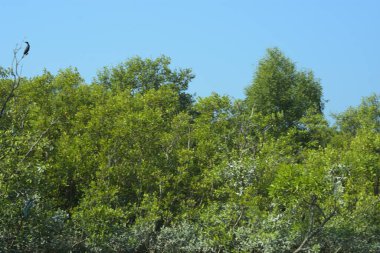 Bangladeş, Cox 's Bazar' daki mangrov doğasının manzarası. Görüntü, bereketli yeşillik ve sakin gelgit sularıyla kıyı ormanının sakin güzelliğini yakalar. Nikon D7200 kullanan GolamRob tarafından yüksek kaliteli doğa fotoğrafçılığı