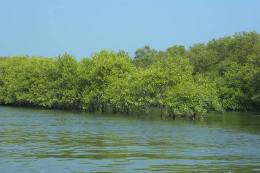 Bangladeş, Cox 's Bazar' daki mangrov doğasının manzarası. Görüntü, bereketli yeşillik ve sakin gelgit sularıyla kıyı ormanının sakin güzelliğini yakalar. Nikon D7200 kullanan GolamRob tarafından yüksek kaliteli doğa fotoğrafçılığı