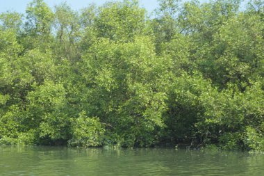 Bangladeş, Cox 's Bazar' daki mangrov doğasının manzarası. Görüntü, bereketli yeşillik ve sakin gelgit sularıyla kıyı ormanının sakin güzelliğini yakalar. Nikon D7200 kullanan GolamRob tarafından yüksek kaliteli doğa fotoğrafçılığı