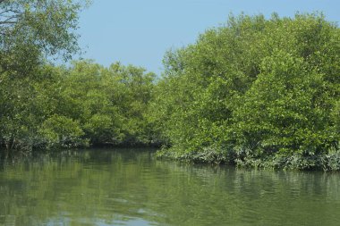 Bangladeş, Cox 's Bazar' daki mangrov doğasının manzarası. Görüntü, bereketli yeşillik ve sakin gelgit sularıyla kıyı ormanının sakin güzelliğini yakalar. Nikon D7200 kullanan GolamRob tarafından yüksek kaliteli doğa fotoğrafçılığı