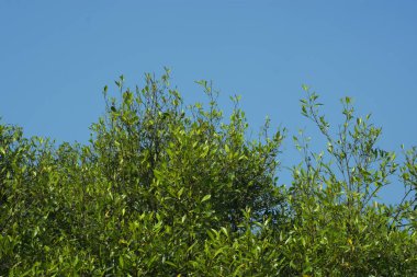 Bangladeş, Cox 's Bazar' daki mangrov doğasının manzarası. Görüntü, bereketli yeşillik ve sakin gelgit sularıyla kıyı ormanının sakin güzelliğini yakalar. Nikon D7200 kullanan GolamRob tarafından yüksek kaliteli doğa fotoğrafçılığı