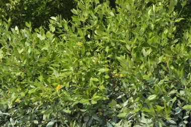 Bangladeş, Cox 's Bazar' daki mangrov doğasının manzarası. Görüntü, bereketli yeşillik ve sakin gelgit sularıyla kıyı ormanının sakin güzelliğini yakalar. Nikon D7200 kullanan GolamRob tarafından yüksek kaliteli doğa fotoğrafçılığı