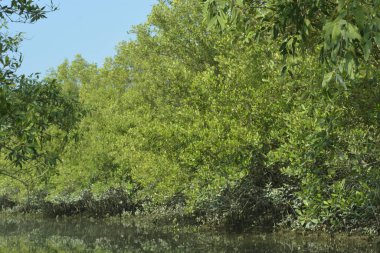 Bangladeş, Cox 's Bazar' daki mangrov doğasının manzarası. Görüntü, bereketli yeşillik ve sakin gelgit sularıyla kıyı ormanının sakin güzelliğini yakalar. Nikon D7200 kullanan GolamRob tarafından yüksek kaliteli doğa fotoğrafçılığı