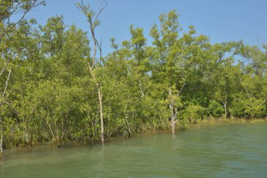 mangrove tree in mangrove forest in mangrove forest.