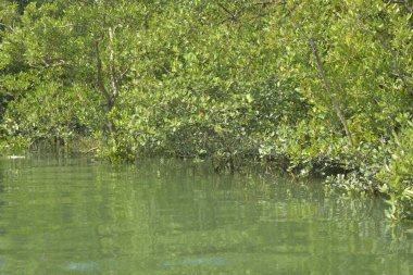 Parktaki yeşil göl