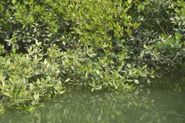 Sabah ormanın güzel manzarası