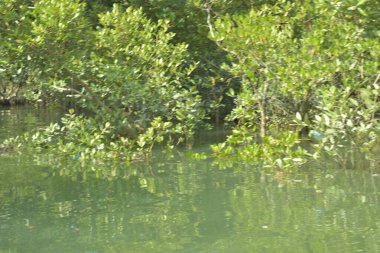 Sudaki mangrov ormanı