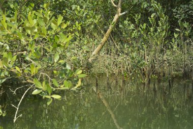 Tayland 'da nehir olan mangrov ormanı