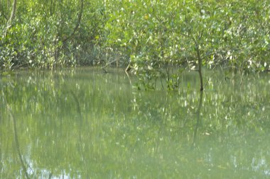 Güzel göl manzarası