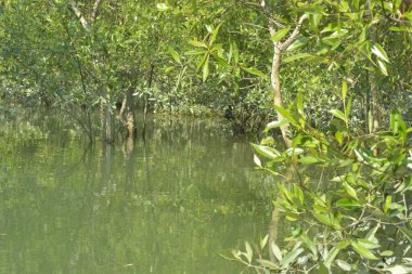 Mangrove Ormanı, Mangrov Ormanı