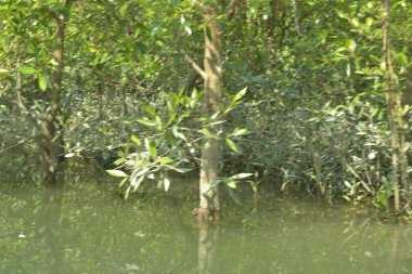 Ormandaki nehir. Su, nehrin suyuna yansıyor..