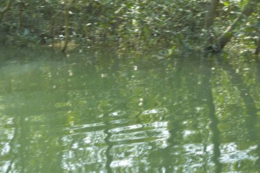 Ormanda gölü olan güzel bir manzara.
