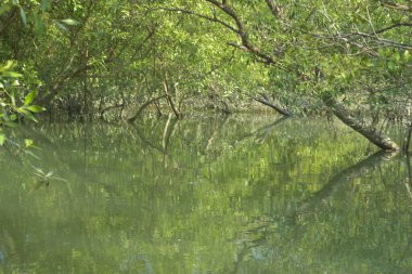 Mangrove Ormanı, Mangrov Ormanı