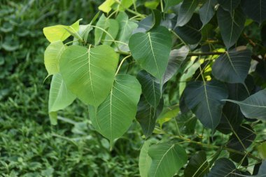 Yeşil yaprak, doğa yeşilliği, bitki örtüsü ve yapraklar.