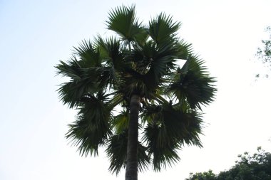 Gökyüzünün arka planında bir palmiye ağacı.