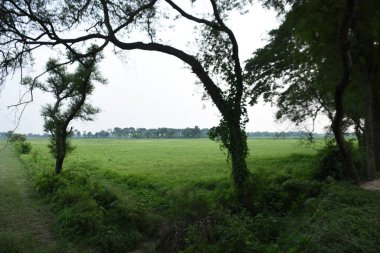 Ormandaki yeşil alan