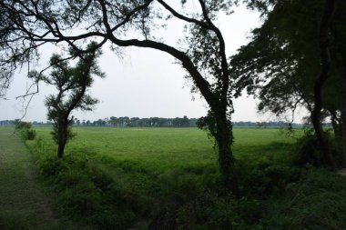 Kırsal alanda ağaçlar ve çimenler