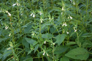 Yazın sebze bahçesinde beyaz patates çiçeği