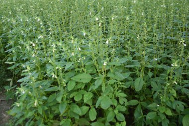 Bahçedeki yeşil bitkiler