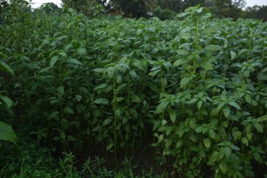 Cennetin yeşil ağaçları,