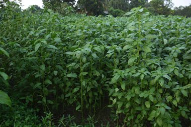 Bahçedeki bitkinin tarlası.