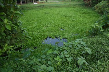 Ormandaki yeşil çimenler