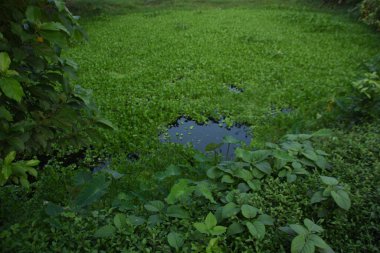 Parkta yeşil yapraklar