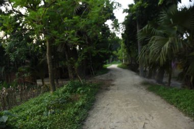 Ormanın güzel manzarası