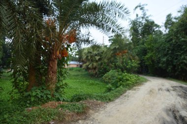 Sabah bahçede palmiye fidanlığı var.