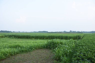 Mavi gökyüzü ve beyaz bulutlu yeşil pirinç tarlası