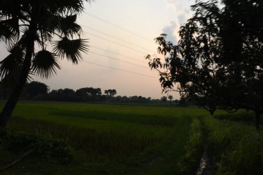 Ağaçlar ve yeşil çimlerle güzel bir gün batımı