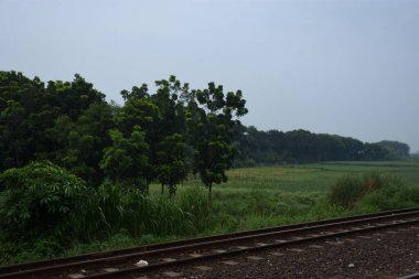 Ormanda demiryolu rayları