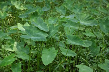 Bahçenin yeşil yaprakları