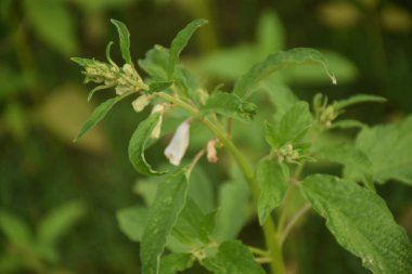 Güzel botanik fotoğrafı, doğal duvar kağıdı.