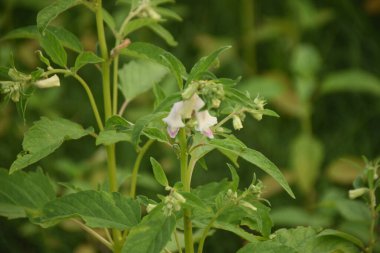 Güzel botanik fotoğrafı, doğal duvar kağıdı.