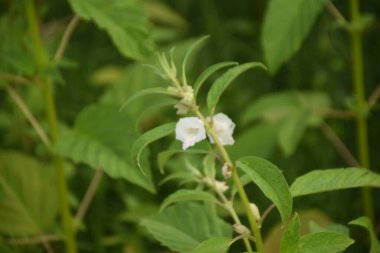 doğa üzerinde beyaz çiçekler