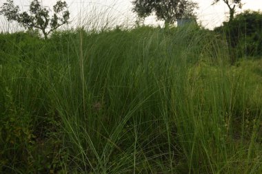 Çiyli yeşil çimen