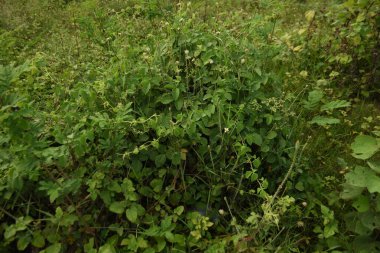 Ormandaki yabani bitkiler