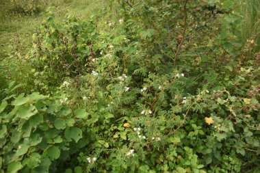 Ormanda yeşil çimenler