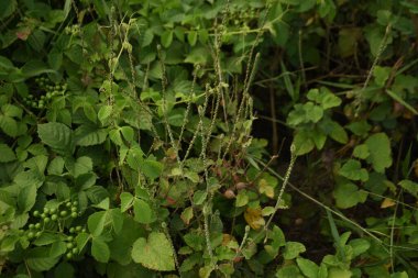 Ormandaki yabani bitkilerin yaprakları