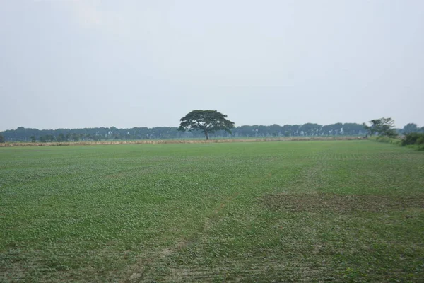 Mavi gökyüzü arka planlı yeşil pirinç tarlası
