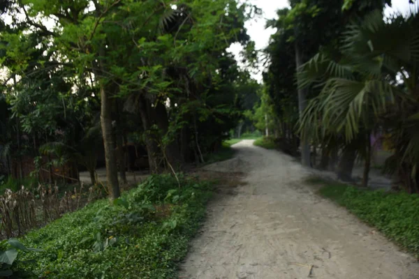 Ormanın güzel manzarası